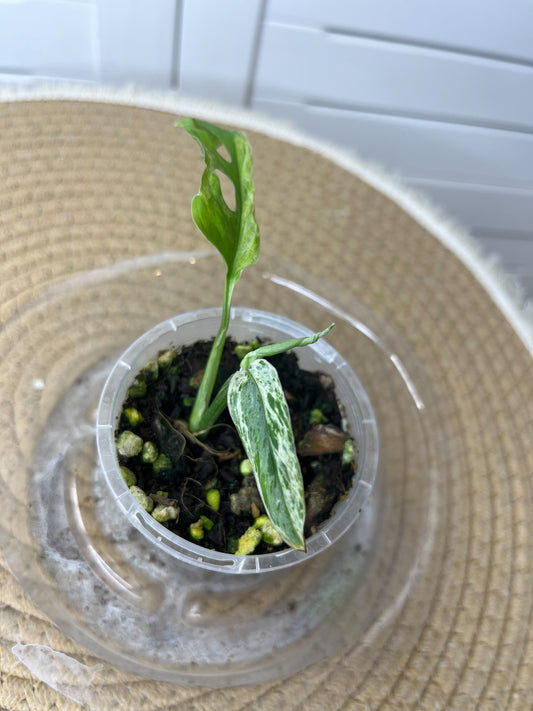 Monstera Adansonii Mint 1