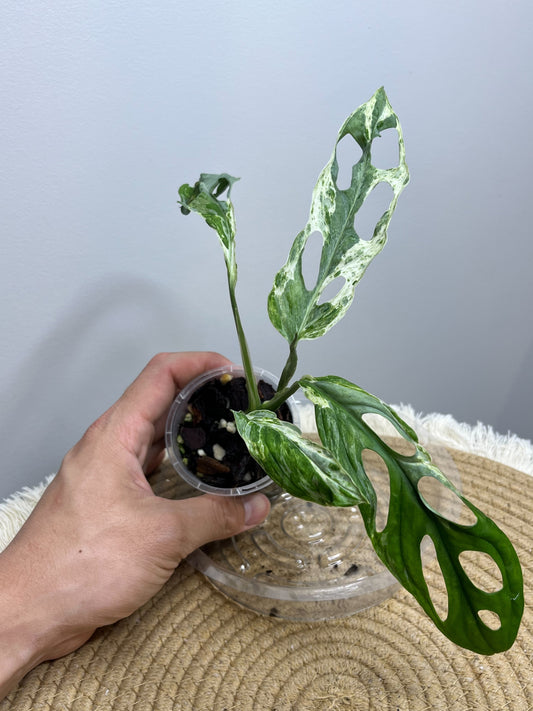 Monstera Adansonii Mint 2