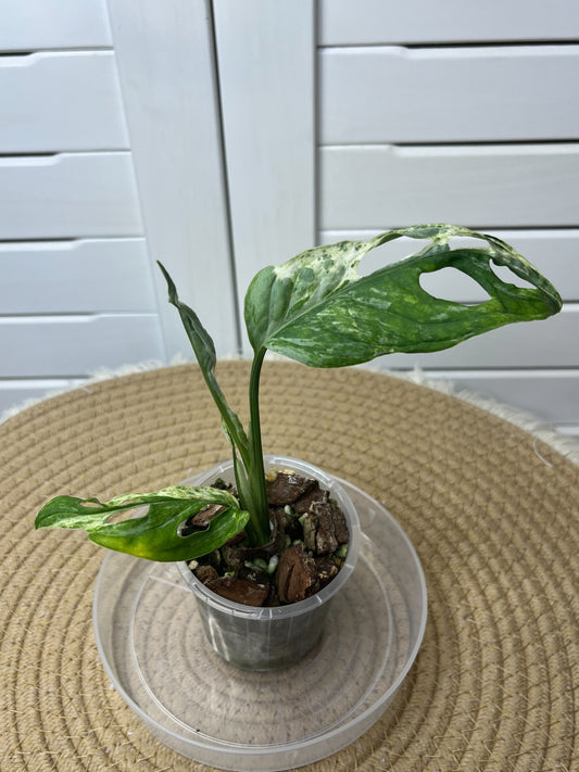 Monstera Adansonii Mint #2