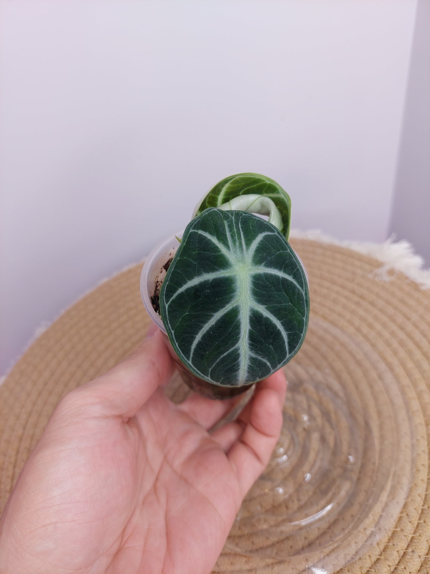 Alocasia Ninja 2