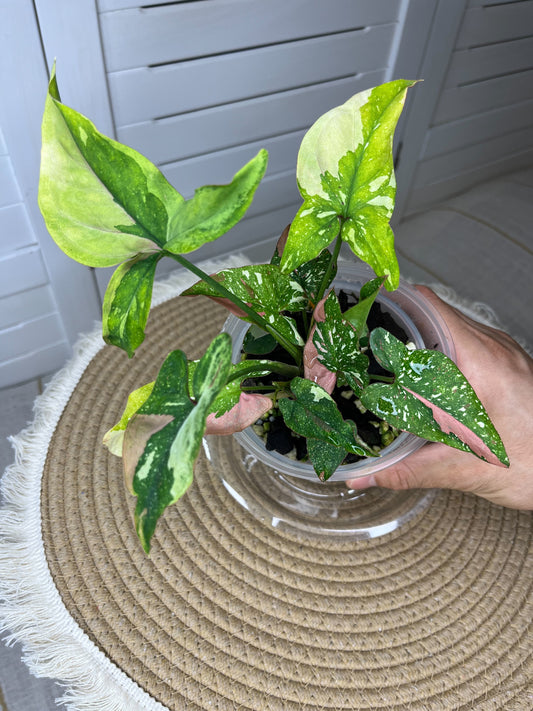Syngonium Red Spot Tricolour 1