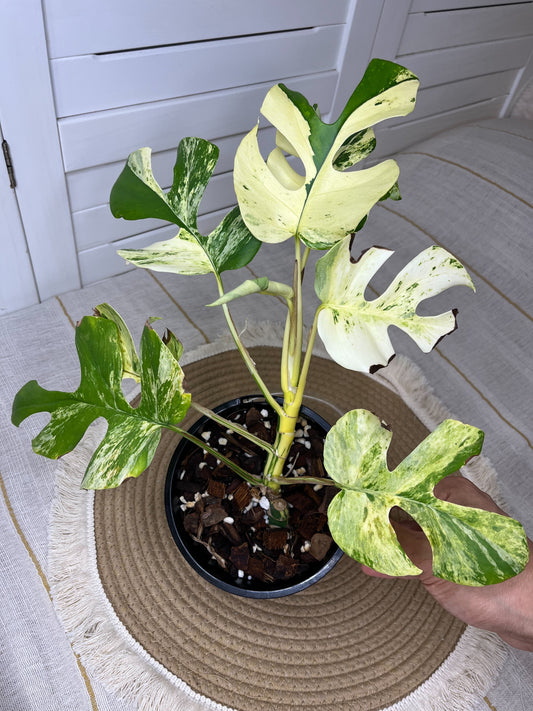 Rhaphidophora Tetrasperma Minima Albo Highly Variegated 1