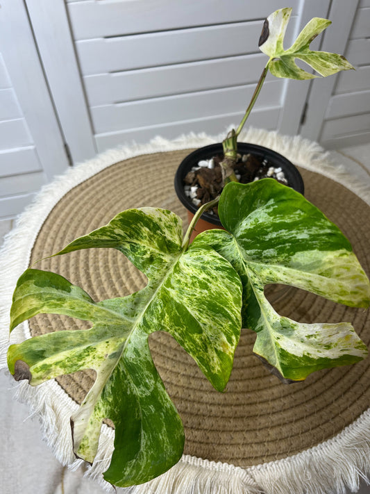 Minima Albo(Rhaphidophora Tetrasperma) Variegated #1
