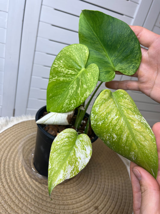 Monstera Deliciosa Sunshine #1