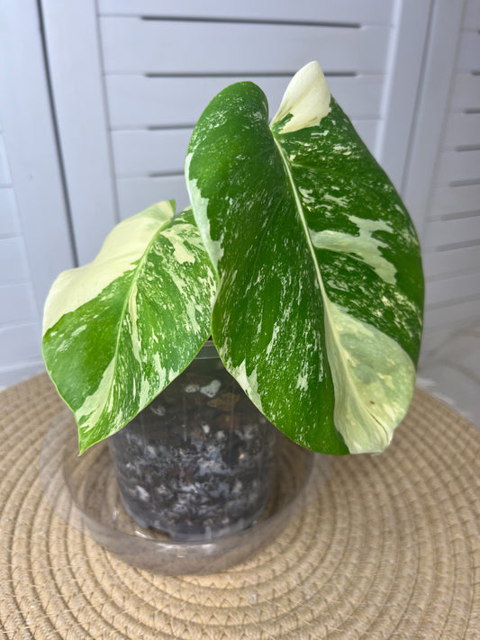 Monstera Borsigiana Albo Variegated #1