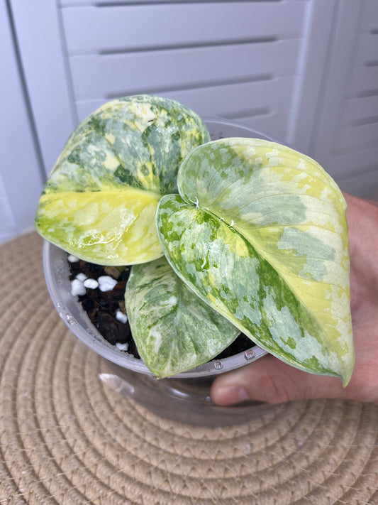 Scindapsus Exotica Variegated #2