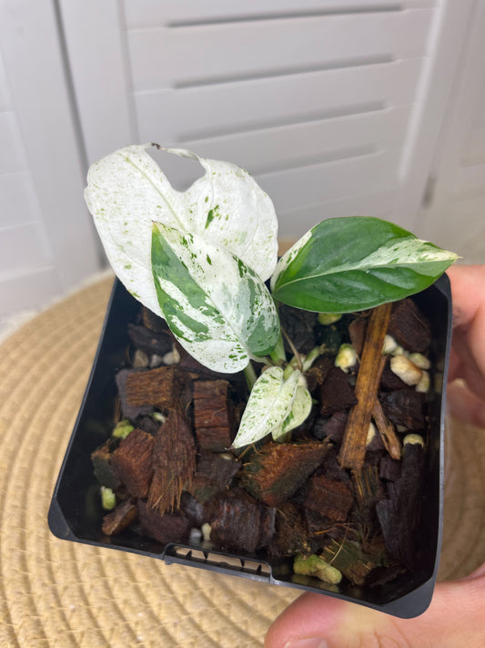 Epipremnum Pinnatum Marble #1