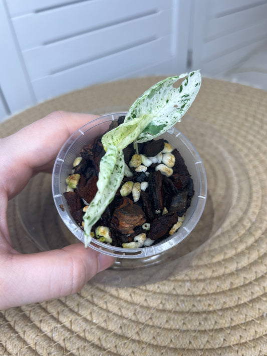 Epipremnum Pinnatum Marble #3 (small)