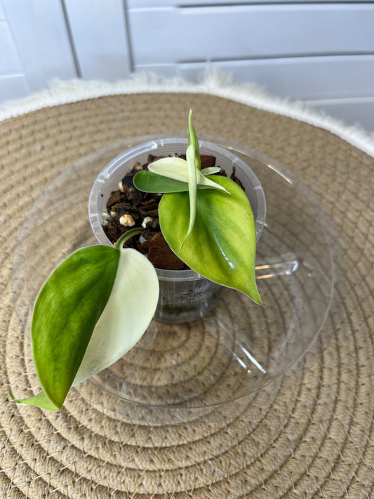 Philodendron Hederaceum(Heartleaf) ALBO Variegated #1
