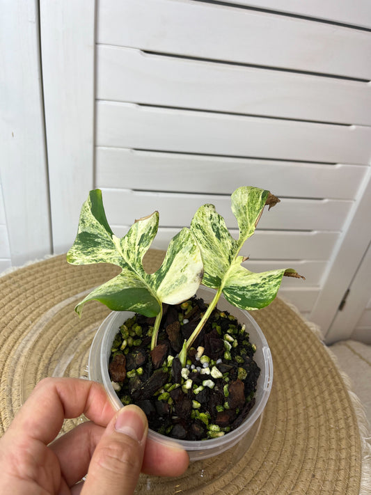 Minima Albo(Rhaphidophora Tetrasperma) Variegated - 1
