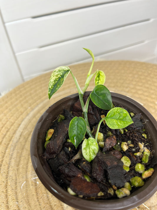 Epipremnum Pinnatum Bali Hanoman 2