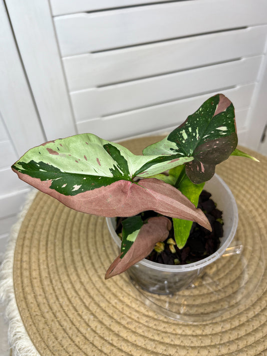 Syngonium Red Spot Tricolour 3