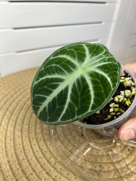 Alocasia Ninja 1