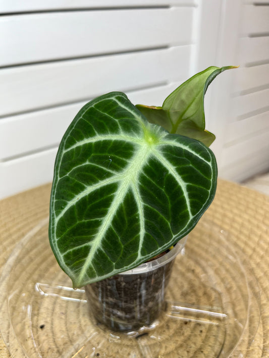 Alocasia Ninja 2