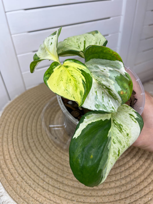 Manjula Pothos 1