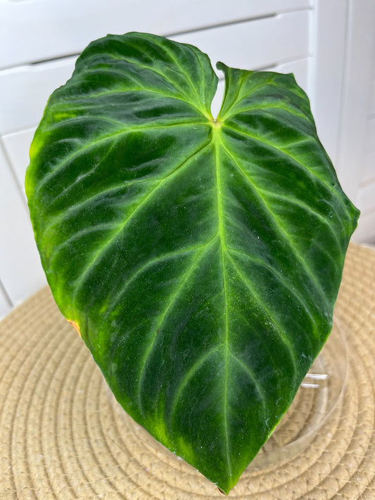 Philodendron Verrucosum 1