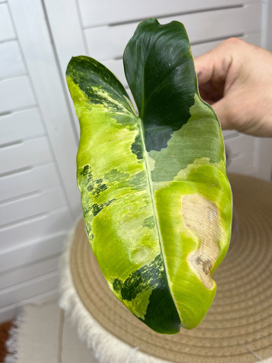 Philodendron Burle Marx variegated 2