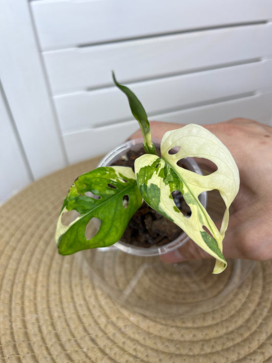 Monstera Monkey Mask(Adansonii) Variegated 1