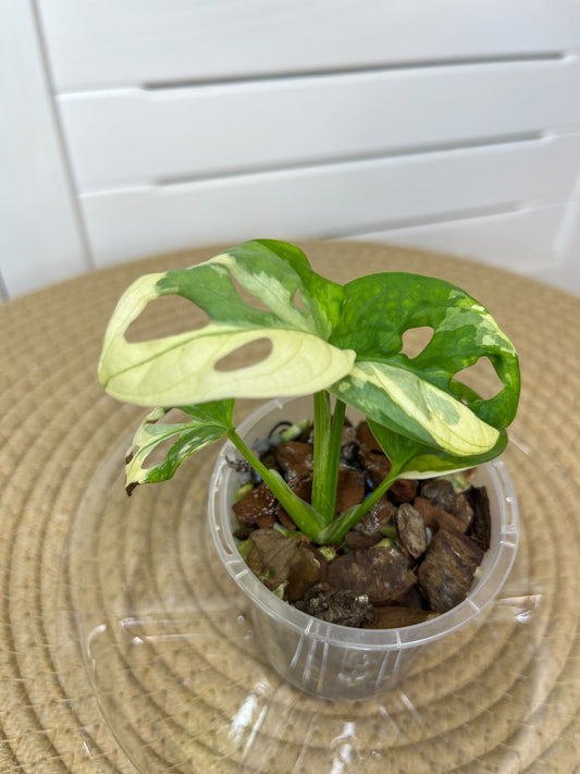 Monstera Monkey Mask(Adansonii) Variegated 2
