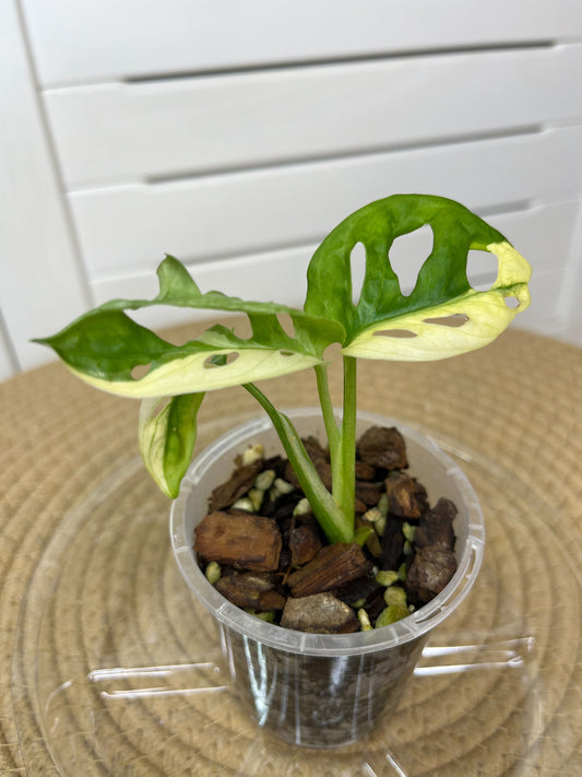 Monstera Monkey Mask(Adansonii) Variegated 3