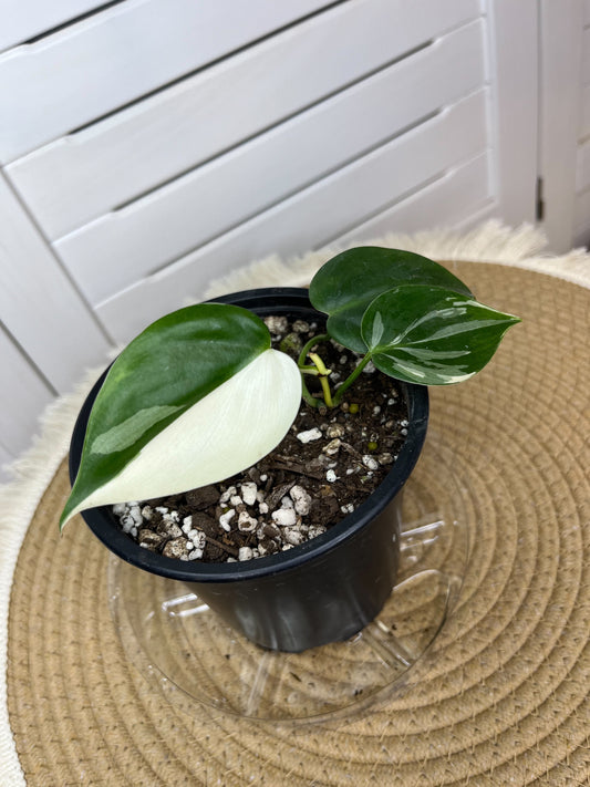Philodendron Hederaceum(Heartleaf) ALBO Variegated (Base) 2