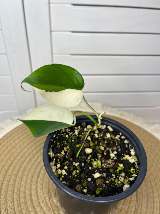 Philodendron Hederaceum(Heartleaf) ALBO Variegated (Base) 3