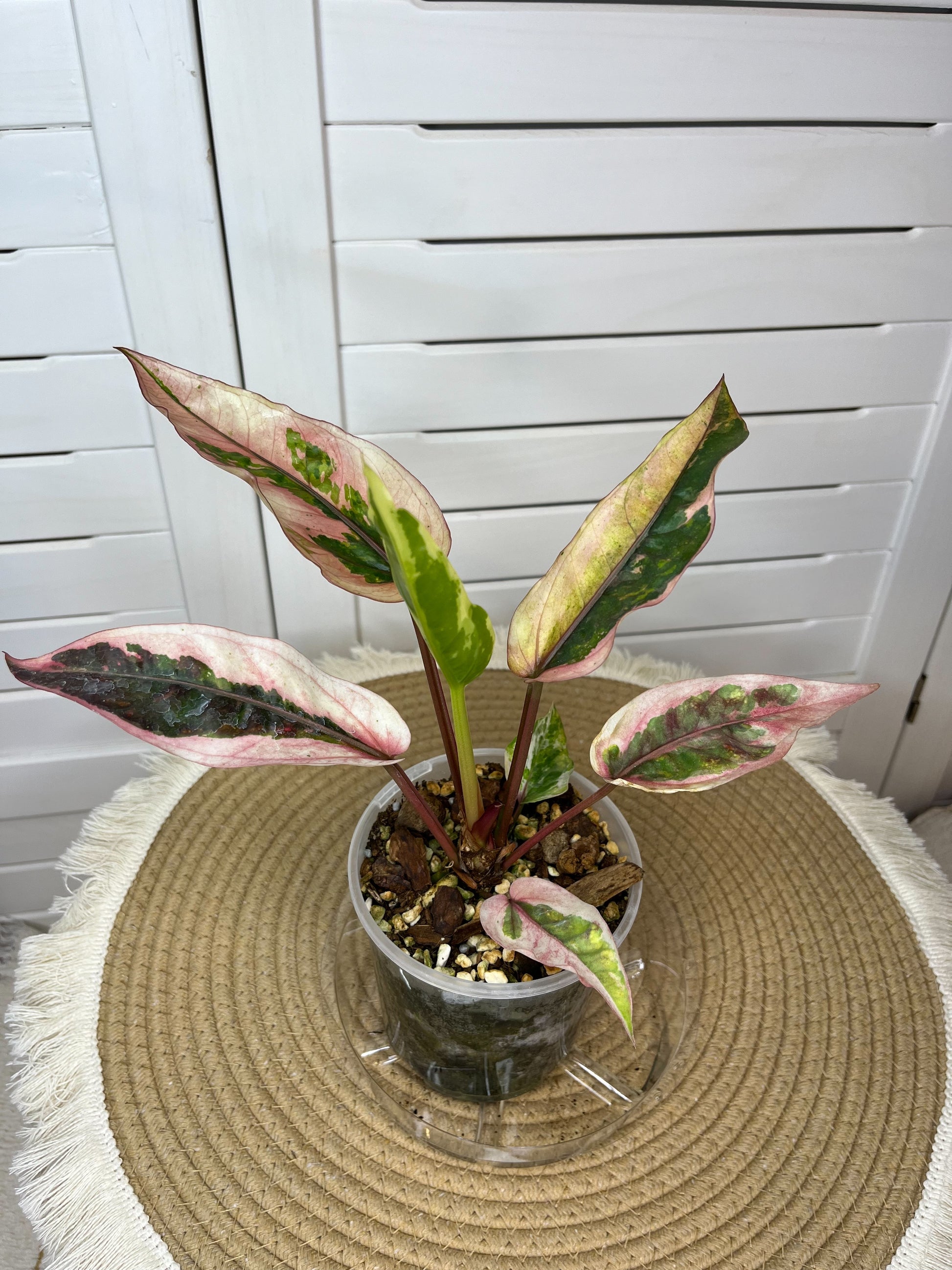 anthurium hookeri pink variegated Anthurium Hookeri Pink Variegated 1 – SOUL PLANT