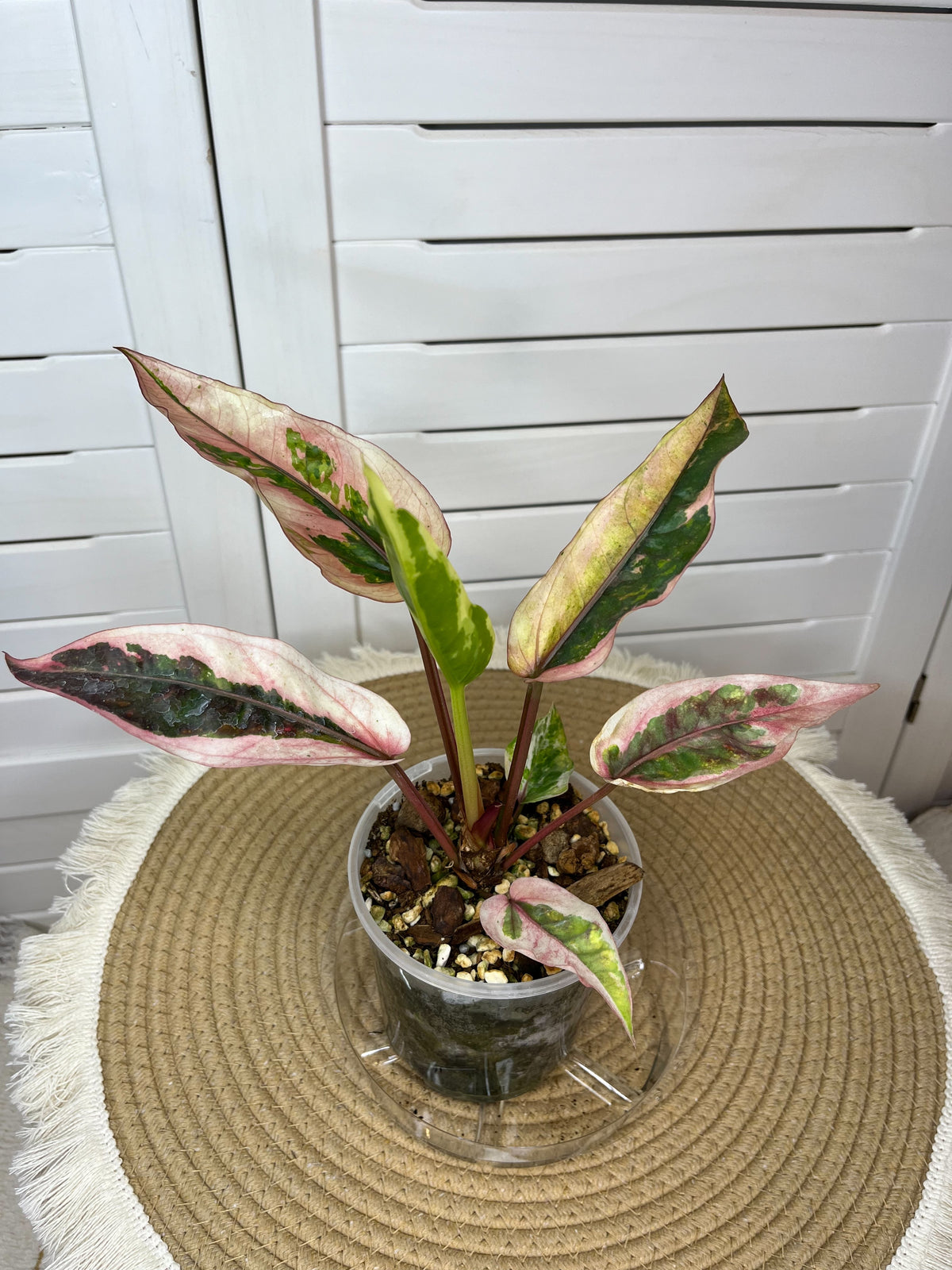 Anthurium Hookeri Pink Variegated 1 – SOUL PLANT