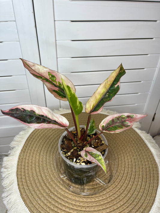 Anthurium Hookeri Pink Variegated 1