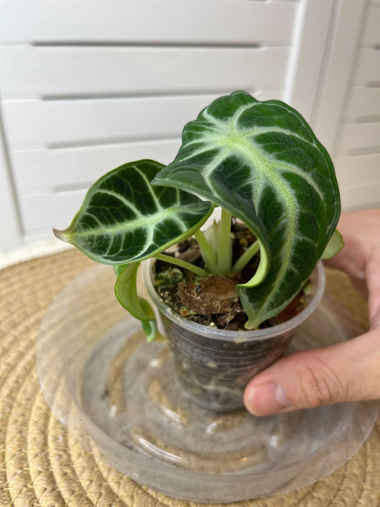 Alocasia Ninja 2