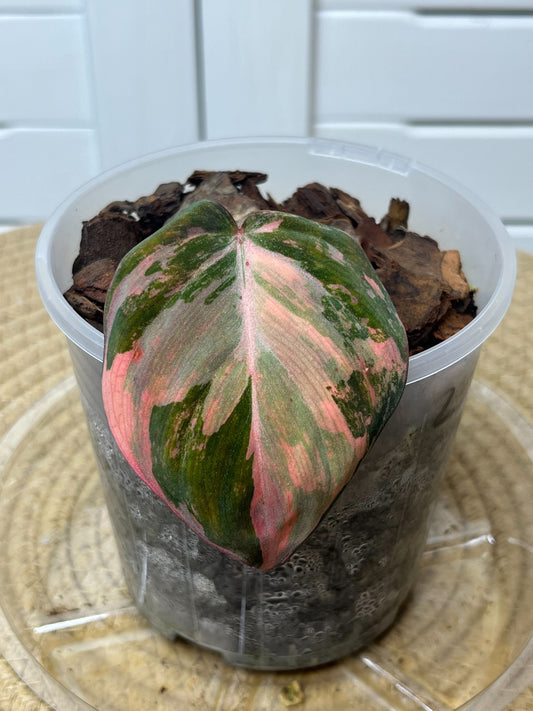 Philodendron Mican Variegated 2