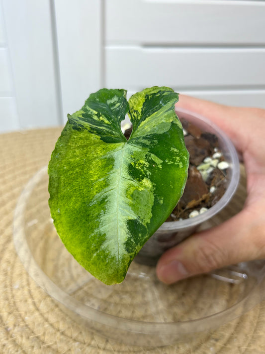 Syngonium Scrambled Eggs 1