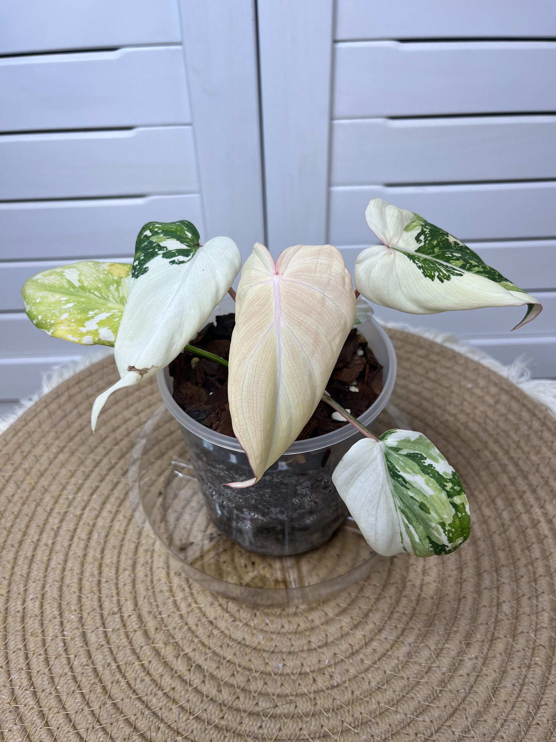 gloriosum philodendron nz Philodendron Gloriosum Variegated 1 – SOUL PLANT