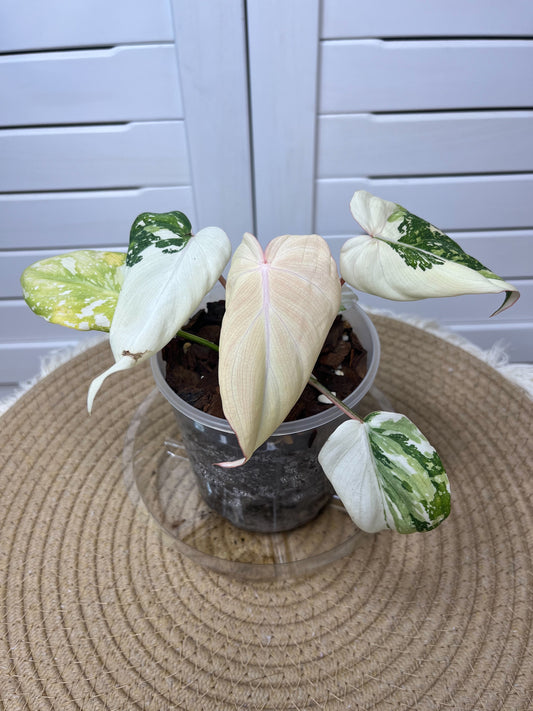 Philodendron Gloriosum Variegated 1