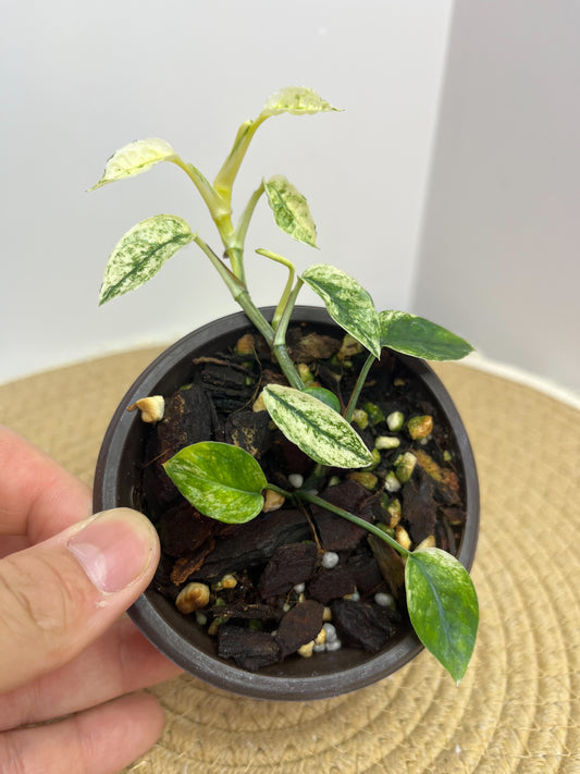 Epipremnum Pinnatum Bali Hanoman #1