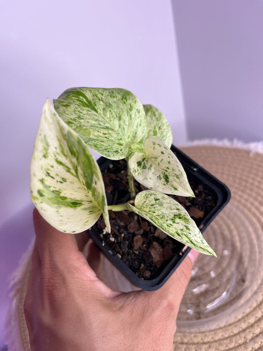 Epipremnum Marble queen 1