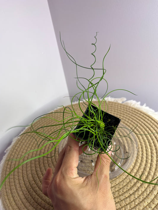 Juncos Spiralis 1