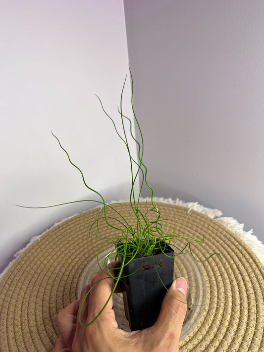 Juncos Spiralis 2