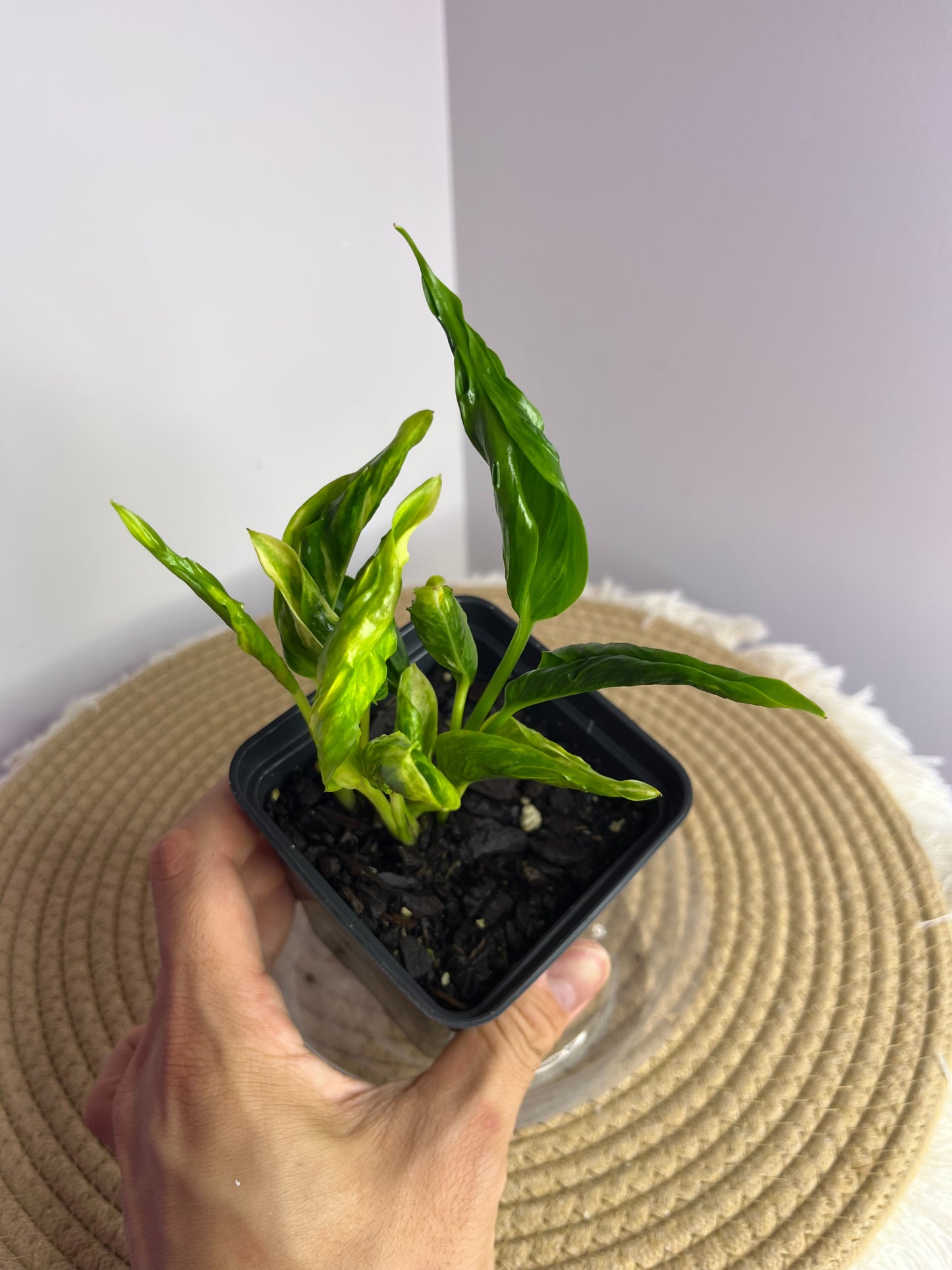 Pothos Shangri La 1