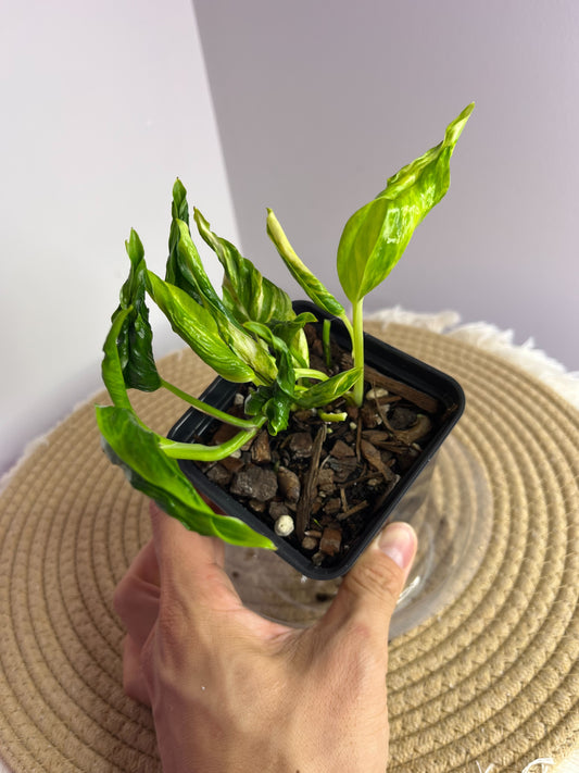 Pothos Shangri La 2