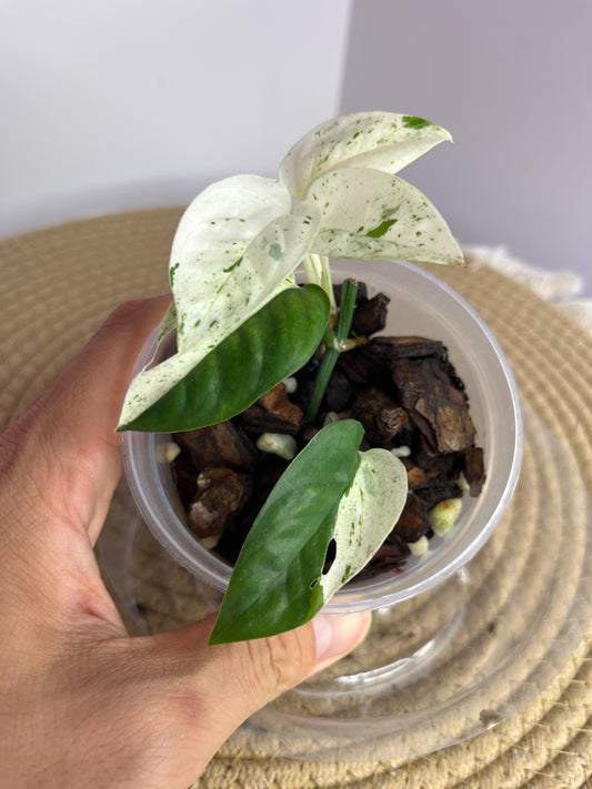 Epipremnum Pinnatum Marble 2