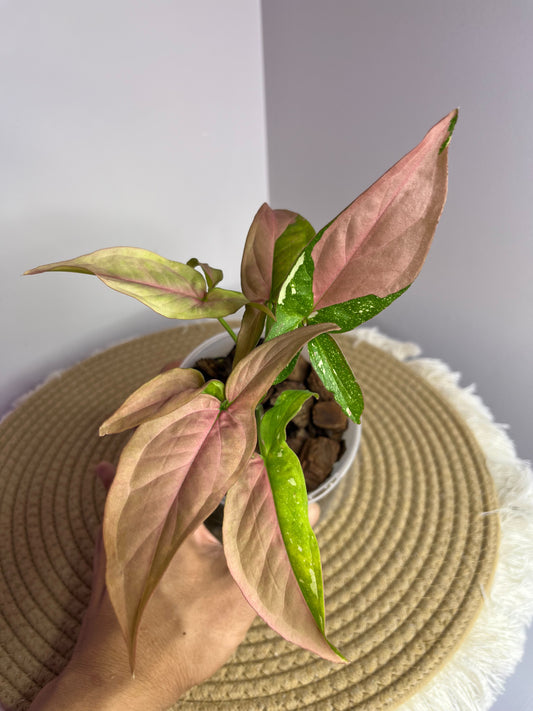 Syngonium Red Spot Tricolour 1
