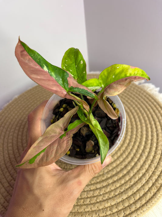 Syngonium Red Spot Tricolour 2