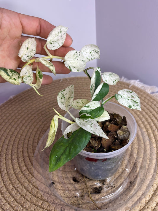 Epipremnum Pinnatum Marble 3