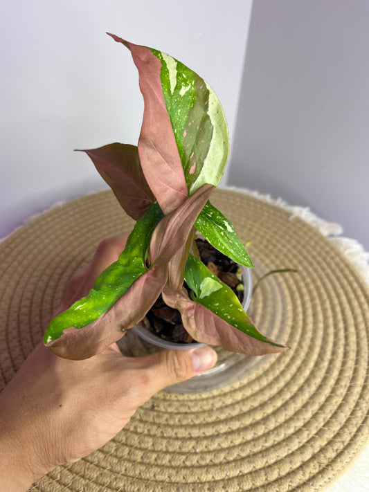 Syngonium Red Spot Tricolour 3