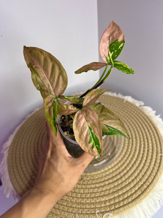 Syngonium Red Spot Tricolour 4