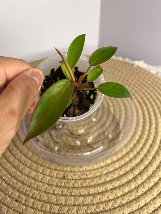 Philodendron Florida Bronze 3