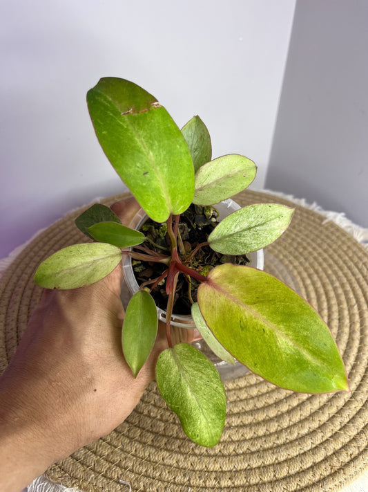 Philodendron Snowdrift 1