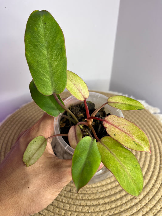 Philodendron Snowdrift 2