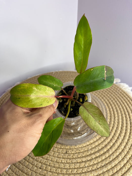 Philodendron Snowdrift 3